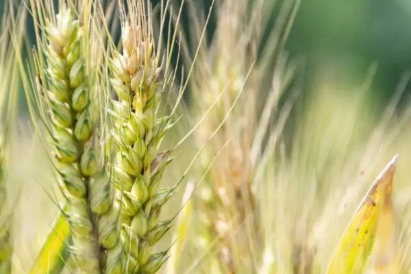 春小麦和冬小麦区别,春小麦什么时候播种什么时候收获