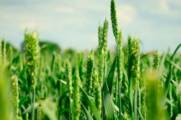 春小麦和冬小麦区别,春小麦什么时候播种什么时候收获