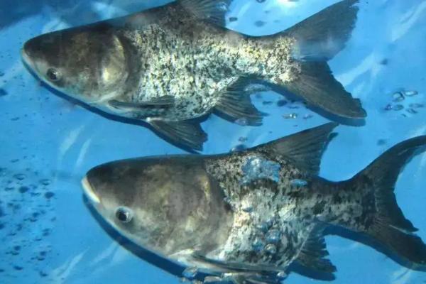 缩骨大头鱼怎么培育出来的,和大头鱼有什么区别