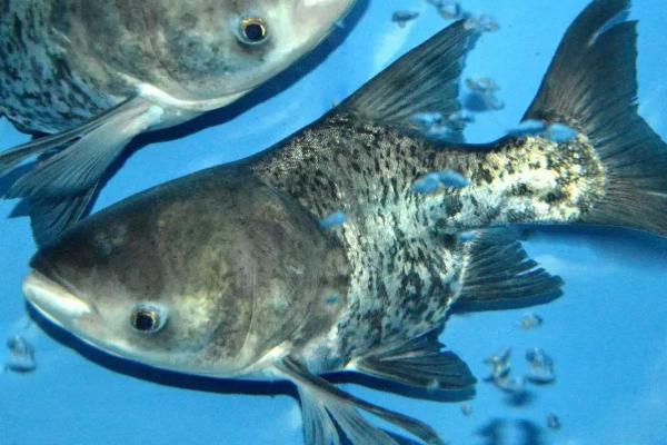 缩骨大头鱼怎么培育出来的,和大头鱼有什么区别