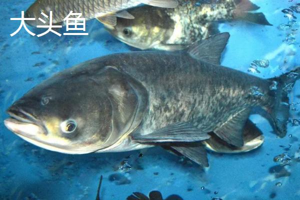 缩骨大头鱼怎么培育出来的,和大头鱼有什么区别