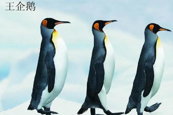 帝企鹅一生有多少配偶，和王企鹅有什么区别