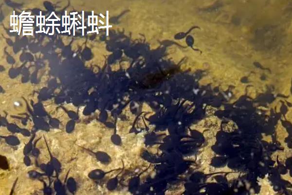 青蛙蝌蚪和蛤蟆蝌蚪的区别