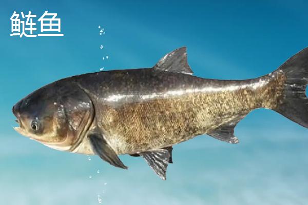 鲢鱼和鳙鱼的区别，鲢鱼养殖深度多少适合