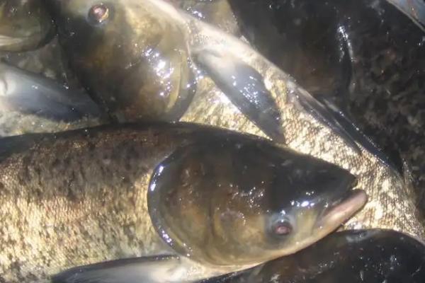 鲢鱼和鳙鱼的区别，鲢鱼养殖深度多少适合