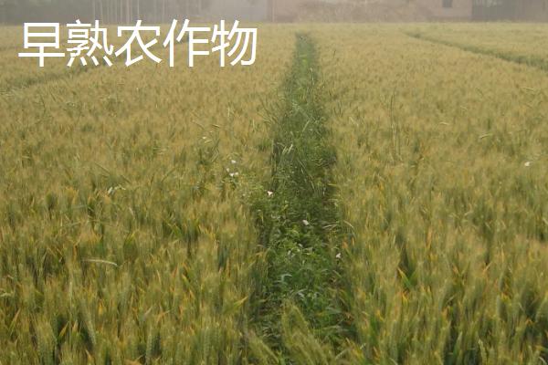 农作物早熟与晚熟的区别