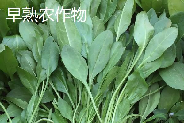 农作物早熟与晚熟的区别