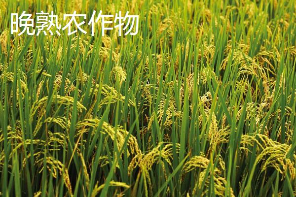 农作物早熟与晚熟的区别