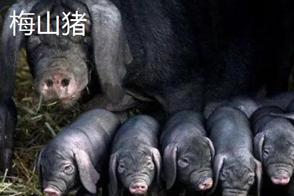 梅山猪和太湖猪区别,几个月能配种