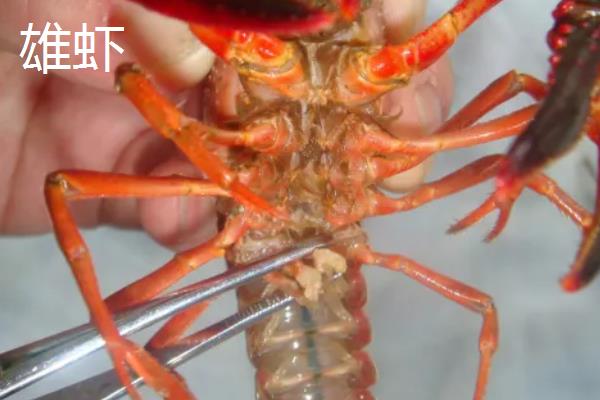 小龙虾母虾和公虾区别