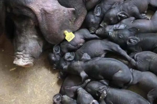 梅山猪和太湖猪区别,几个月能配种