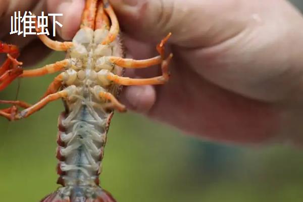 小龙虾母虾和公虾区别