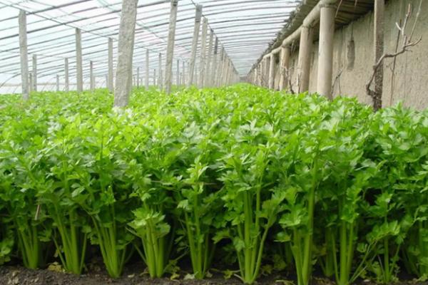 有机蔬菜种植需要什么条件，和普通蔬菜有什么区别