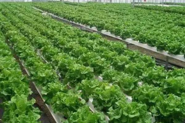 有机蔬菜种植需要什么条件，和普通蔬菜有什么区别