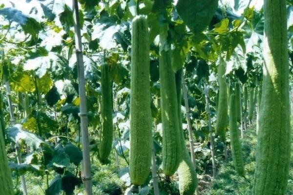 有机蔬菜种植需要什么条件，和普通蔬菜有什么区别