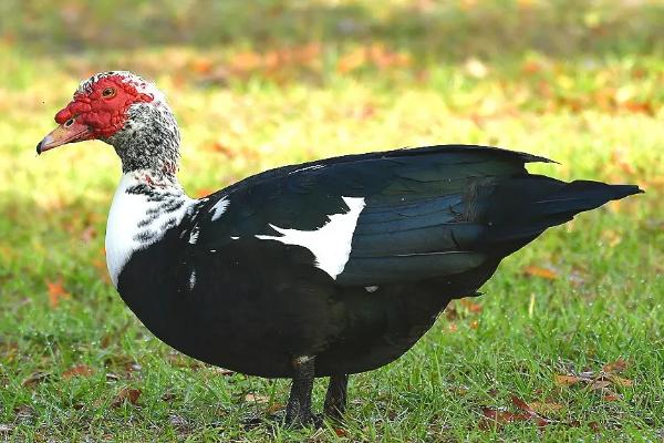 番鸭几个月开始下蛋,和普通鸭子有什么区别