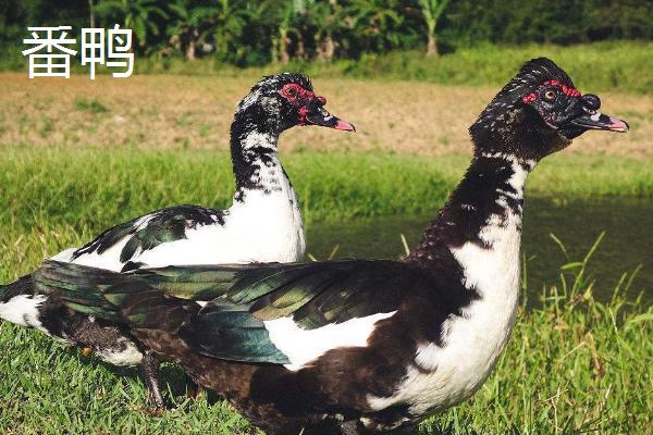 番鸭几个月开始下蛋,和普通鸭子有什么区别