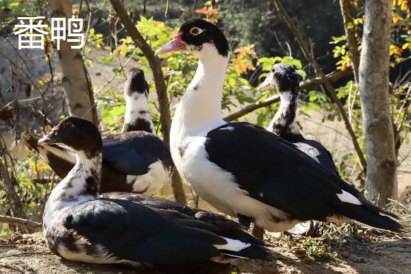 番鸭几个月开始下蛋,和普通鸭子有什么区别