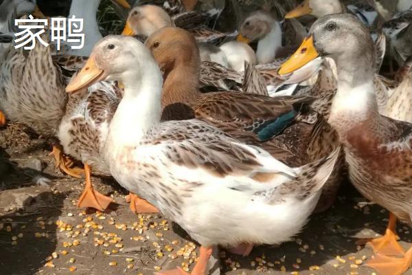 番鸭几个月开始下蛋,和普通鸭子有什么区别