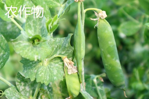 农作物和农产品有什么区别