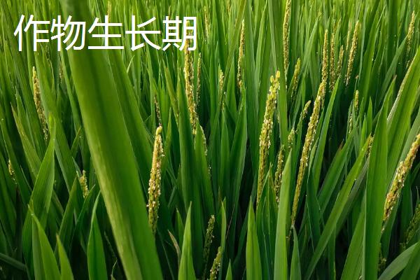 作物生长期和气候生长期的区别