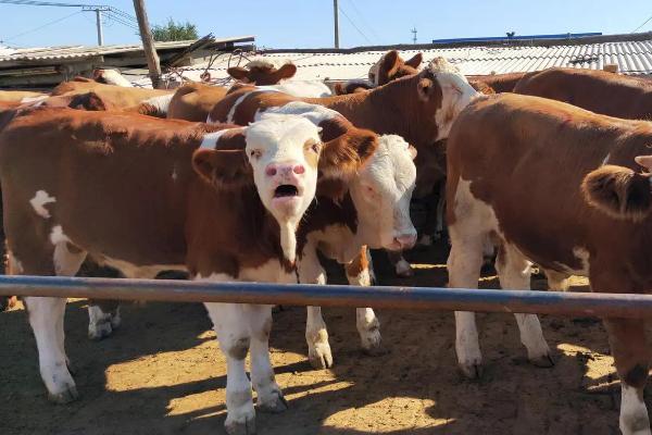 海福特牛繁殖特点,和西门塔尔有什么区别