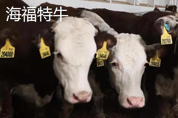 海福特牛繁殖特点,和西门塔尔有什么区别