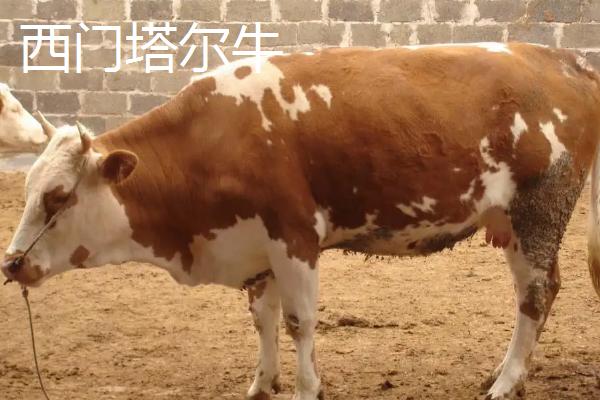 海福特牛繁殖特点,和西门塔尔有什么区别