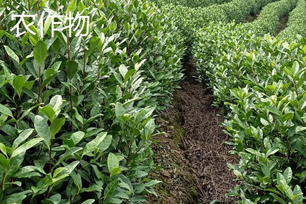 农作物和经济作物的区别