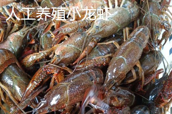 野生小龙虾和养殖小龙虾的区别