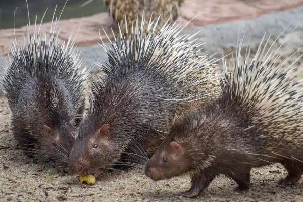 箭猪和豪猪的区别,是不是保护动物