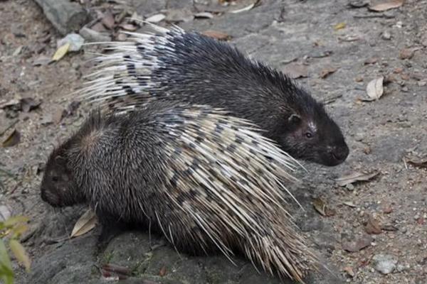 箭猪和豪猪的区别,是不是保护动物