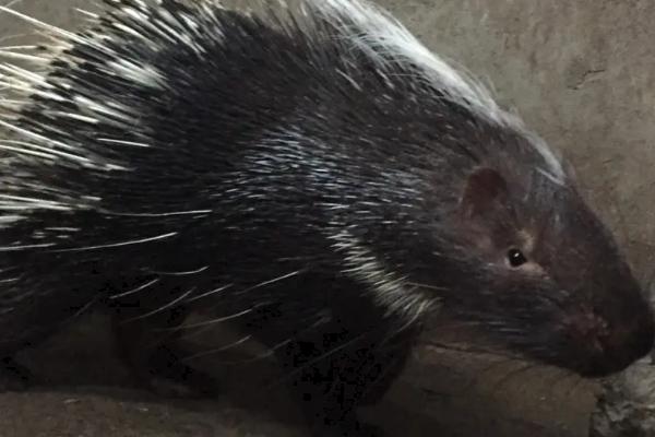 箭猪和豪猪的区别,是不是保护动物