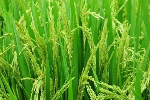 农业的地位和重要性,农业的特点