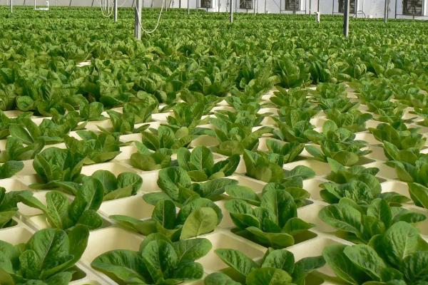 农业的地位和重要性,农业的特点