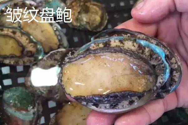 九孔与鲍鱼区分