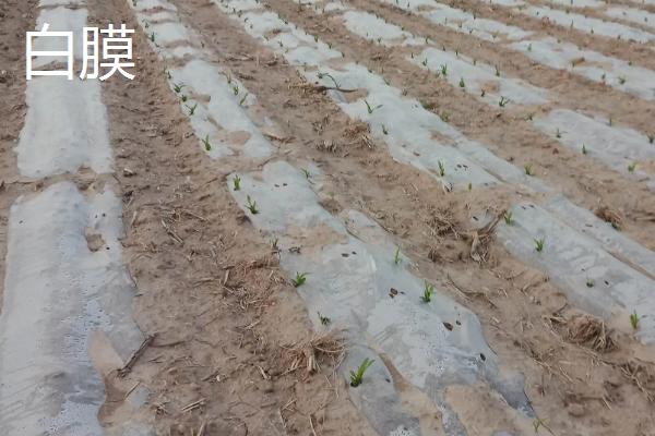 农作物白膜和黑膜的区别