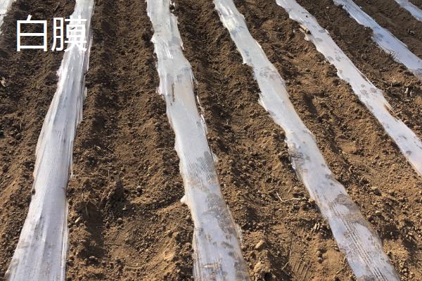 农作物白膜和黑膜的区别