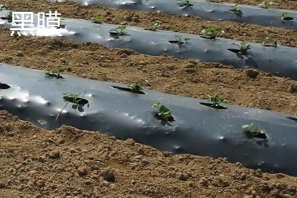 农作物白膜和黑膜的区别