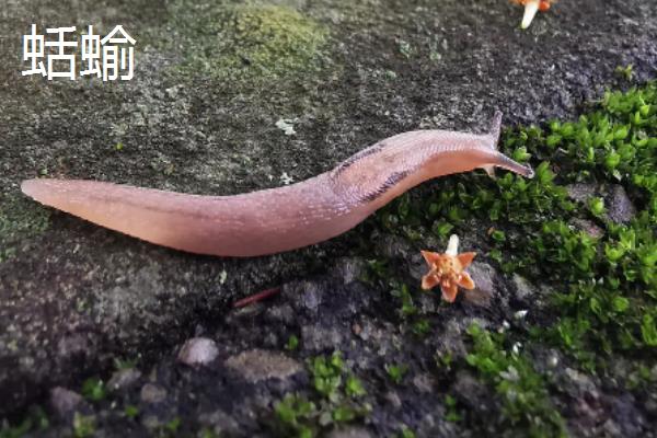 水蛭和蛞蝓的区别