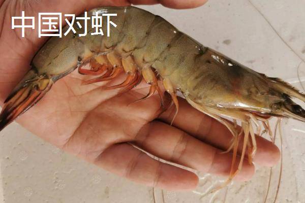 对虾和罗氏虾的区别