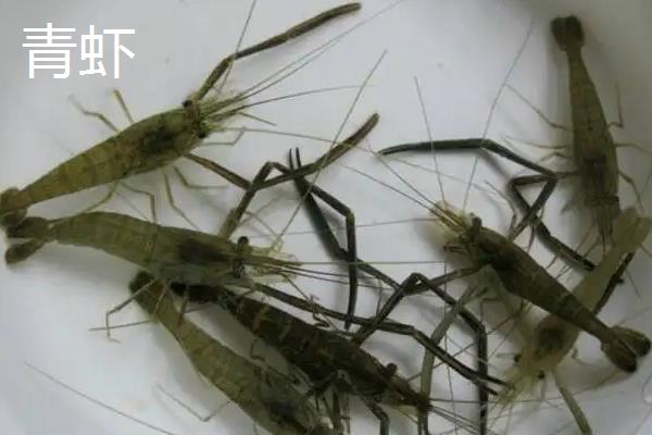 对虾和青虾的区别