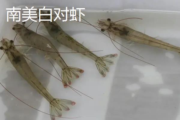 南美白对虾和青虾区别