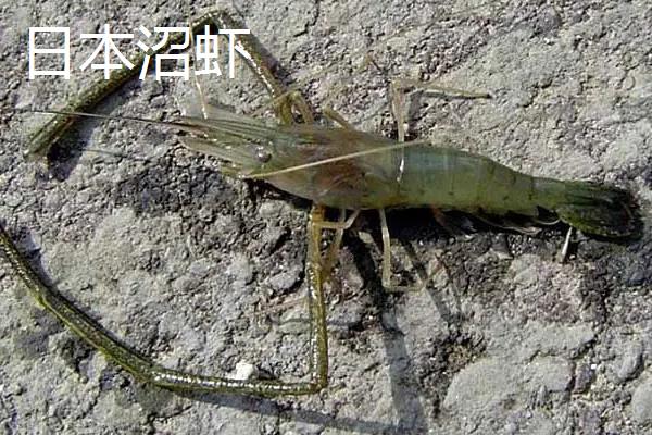 南美白对虾和青虾区别