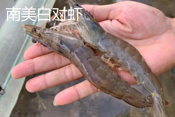 南美白对虾和青虾区别