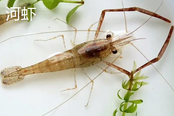 河虾和基围虾的区别