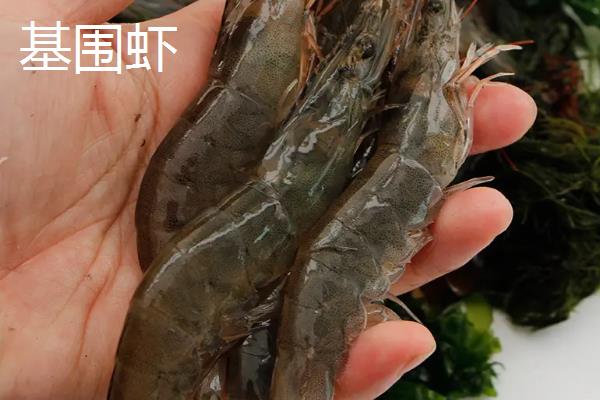 河虾和基围虾的区别