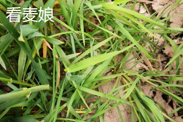 早熟禾和看麦娘区别