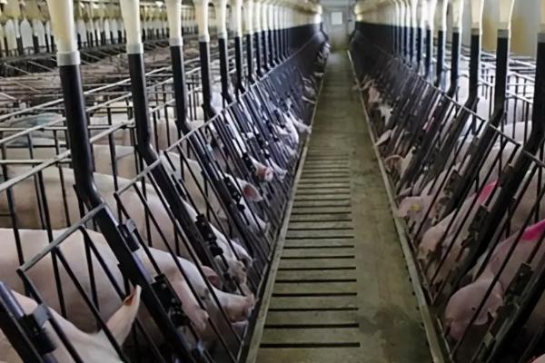 养猪场需要的工具,猪场建设用地怎么审批