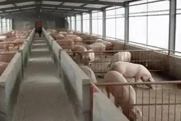 养猪场需要的工具,猪场建设用地怎么审批